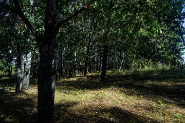 Obraz premium Mixed Grove on a Clear Day in Early Autumn