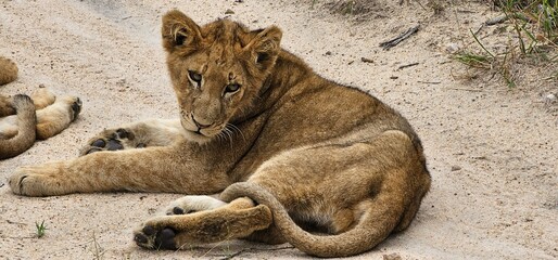 Little lion on the road