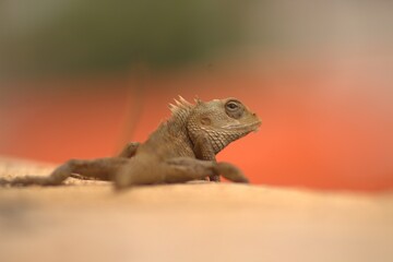 Staring into the unknown—this garden lizard is full of mystery and charm.