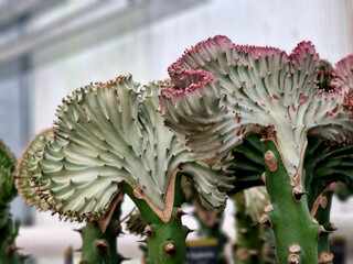 This variety grows in a beautiful ridge-like shape. The shape of the comb grows on each plant in...