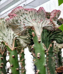 This variety grows in a beautiful ridge-like shape. The shape of the comb grows on each plant in...