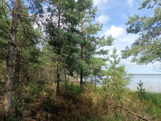 Rekyva forest and lake during sunny summer day. Pine and birch tree woodland. Bushes are growing in woods. Wavy lake.Sunny day with white and gray clouds in sky. Summer season. Nature. Rekyvos miskas.