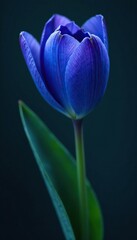 Dark blue petals unfolding from delicate stem, botanical, organic
