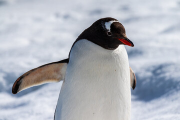 Obraz premium Close-up of a Gentoo Penguin -Pygoscelis papua- walking in a snowy landscape of Trinity Island, on the Antarctic Peninsula