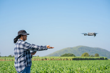 Agronomist Using Technology in Agricultural Corn Field. Drone flying over green corn fields.