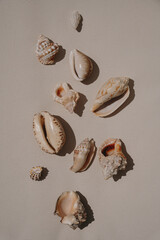 Assorted Seashells on Beige Surface. Beach-Themed Design