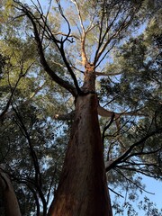 Fototapeta premium Public park on the island of Cyprus, forest, eucalyptus tree.