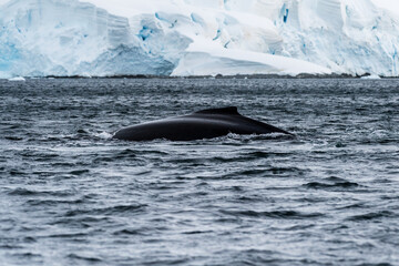 Fototapeta premium Close-up of the back of a diving humpback whale -Megaptera novaeangliae- including the dorsal fin and blow hole. Image taken in the Graham passage, near trinity island, in the Antarctic peninsula.