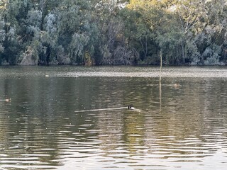 Public park on the island of Cyprus. Waterfowl in the wild, ducks, geese.