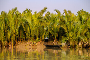Traditional Wooden Boat Moored Among Dense Nipa Palm Trees Along a Riverbank in Khulna, Bangladesh