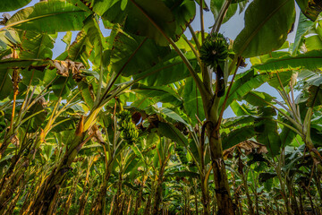 Close-Up View of Banana Trees with Large Green Leaves and Growing Banana Bunches in Charghat Upazila, Rajshahi, Bangladesh