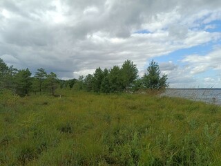 Rekyva forest and lake during sunny summer day. Pine and birch tree woodland. Bushes are growing in woods. Wavy lake.Sunny day with white and gray clouds in sky. Summer season. Nature. Rekyvos miskas.