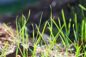Green grass background with selective focus. Beautiful nature landscape. Lush Green Blades of Grass