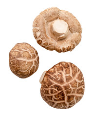 Top view set of Fresh shiitake mushrooms isolated with clipping path in png file format. Japanese and Chinese herb