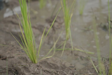 agriculture, grass, outdoors, green, family, summer, person, child, animal, woman, seed, rice seed, agriculture sustainability, how to be planting, rice product