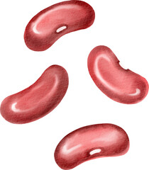 watercolor red beans