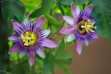 Passionsblume (Passiflora) Kletterpflanze mit Blüten, Zierpflanze und Heilpflanze 