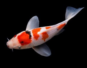 top view koi carp on black background