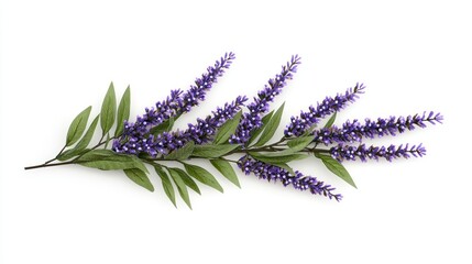 Lavender Branch