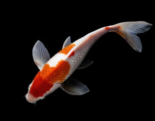 top view koi carp on black background