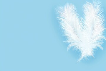 Obraz premium A swan feather gently descends