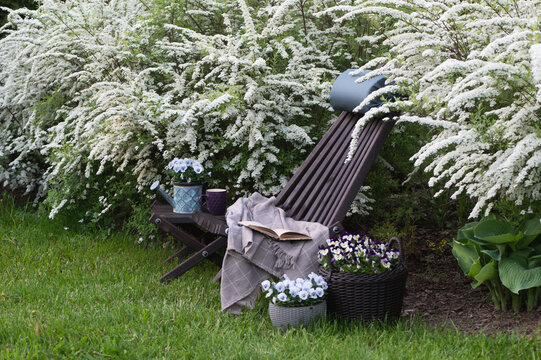 Spiraea cinerea Grefsheim blooming in spring garden, relax and chill place with wooden chair and flowerpots