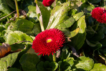 red and yellow flower
