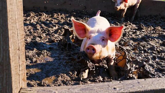 A Pig's Delightful Mud Bath: A Cheerful Farm Scene