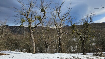 Winter landscape in a mountain village