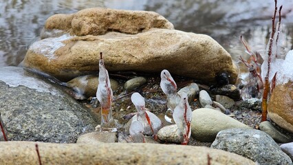 Icicles near the bank of a mountain river