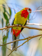 Eastern Rosella in a gum tree