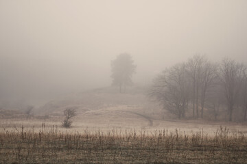 Autumn tree on a hill in fog. Autumn nature