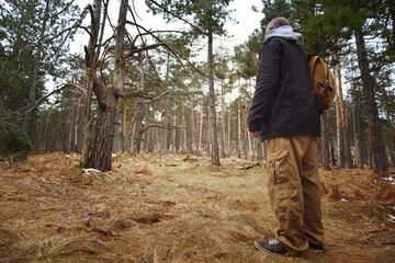 Man on a hiking trail in the pine tree forest