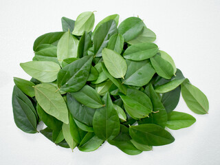 Green grass jelly leaves (Cyclea barbata) are leaves that are usually used as medicine. These leaves can also be processed into grass jelly by squeezing the water.