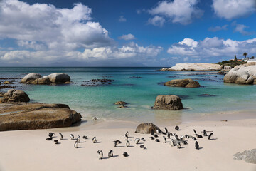 african penguin colony at boulders beach. South Africa