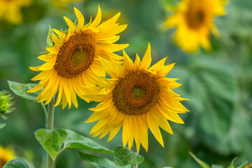Stunning Summer Sunflowers and Honey Bees