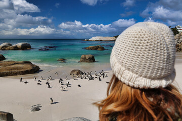 focus on penguin colony at boulders beach, western Cape