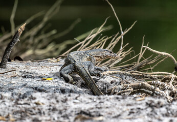 grey monitor lizard hunting in natural conditions near water in Thailand