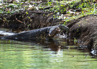 grey monitor lizard hunting in natural conditions near water in Thailand