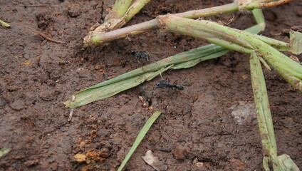 black ants