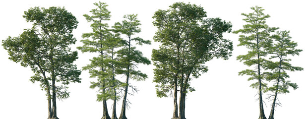 Set of Carya ovalis and Taxodium ascendens isolated png in sunny daylight on a transparent background perfectly cutout