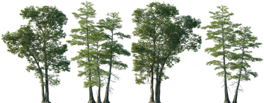 Set of Carya ovalis and Taxodium ascendens isolated png in sunny daylight on a transparent background perfectly cutout