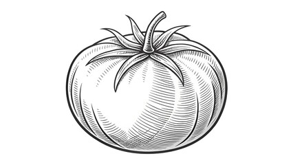 hand drawn vector illustration of tomato