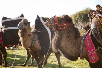 Festival wrestling camels decorated with colorful clothes