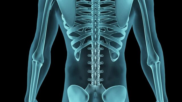 Medical 3D visualization of a human spine with emphasis on lower back pain. Great for healthcare, chiropractic, and orthopedic applications. Includes alpha channel 
