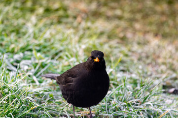 Obraz premium A common blackbird (Turdus merula) forages on a frozen lawn, searching for seeds to eat. It looks directly into the camera, capturing a moment of curiosity and winter survival