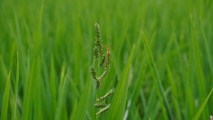 stinging grasshopper and rice leaves