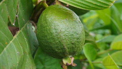 raw guava