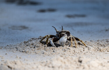 sand crabs in natural conditions close up near water in Thailand