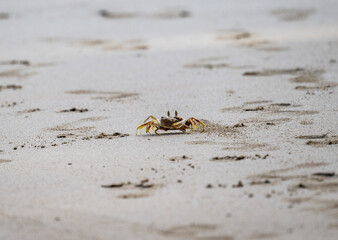 sand crabs in natural conditions close up near water in Thailand